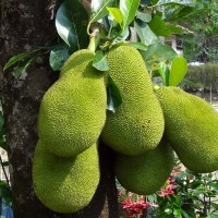 jacks fruit festival wayanad