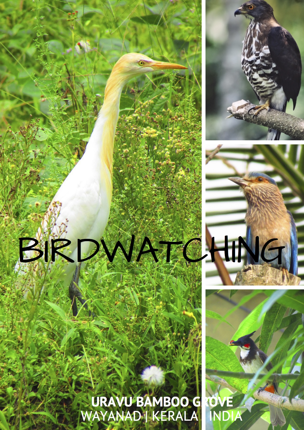 Uravu Bamboo Grove - Bird Watching Activity Wayanad
