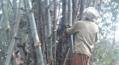 Bamboo cutting with tribal expertise