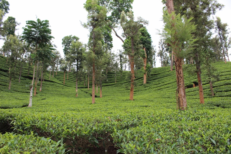 Uravu Eco Links and the Priyadarshini Tea Environs