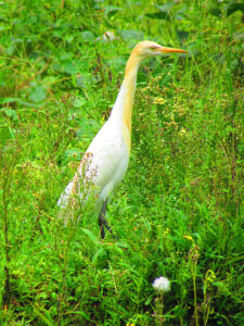 Birdwatching Tour
