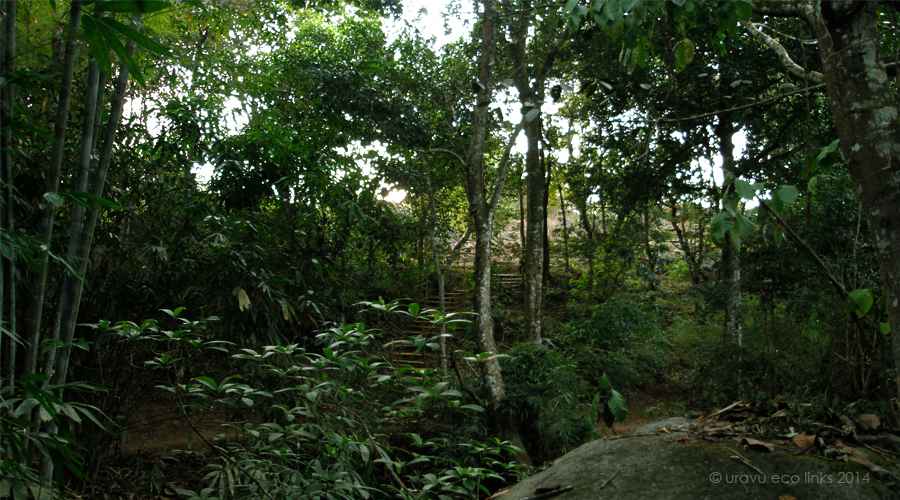 uravu_bamboo_locations_131